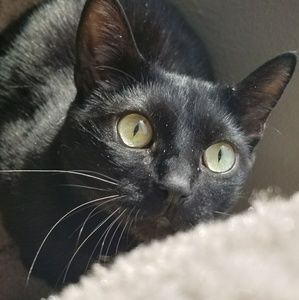 Meet your Posher, Brittney